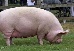 Image result for SWR Pig