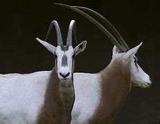 Image result for Wild Scimitar-Horned Oryx