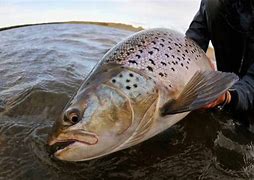 Image result for Plastic Worms for Trout