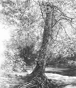 Image result for Tree Drawing On Wall