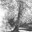 Image result for Tree Art Sketch