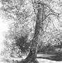 Image result for Tree Sketch