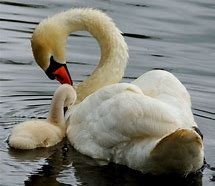 Image result for Unusual Swans