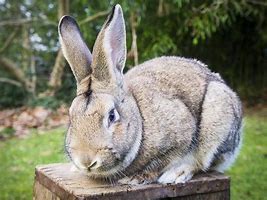 Image result for Rabbit Plague Australia