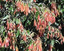 Image result for Dipterocarpaceae Family