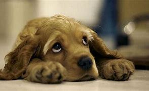 Image result for Puppy Eyes Breed