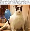 Image result for Y U No Meme Scratch Cat