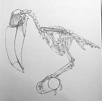 Image result for Toucan Skeleton