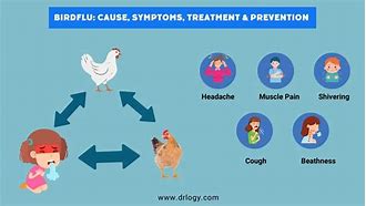 Image result for Bird Wit Bird Flu