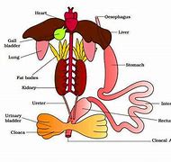 Image result for Frog Digestive System Diagram Labeled