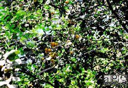 Image result for Berry Tree RSA