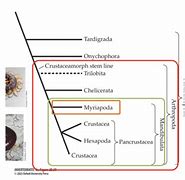 Image result for Subphylum Myriapoda