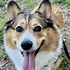 Image result for Adorable Corgi