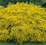 Image result for Bright Yellow Green Shrubs