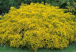 Image result for Bushes with Yellow Flowers Shrubs