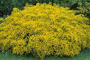 Image result for Shrubs with Yellow Flowers and Brown Leaves