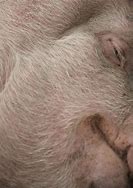 Image result for Pig Skin Conditions