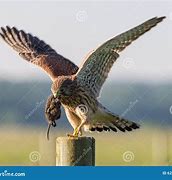 Image result for Kestrel Beak