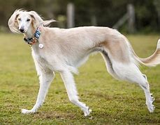 Image result for Mini Saluki Dog