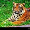 Image result for Alamy Tiger