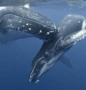 Image result for Whale Water