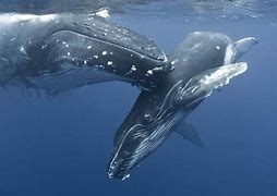 Image result for Whale Water