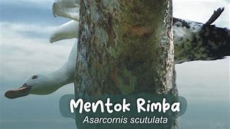 Image result for Mentok Adalah