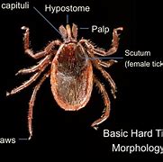 Image result for Ticks and Mites