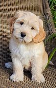 Image result for Labradoodle