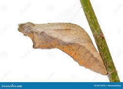 Image result for Pupa of Swallotail