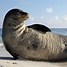 Image result for Without Seal