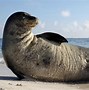 Image result for Seal or Sea Lion