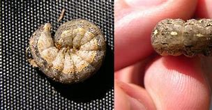 Image result for Variegated Cut Worm Moth Eggs