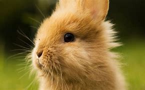 Image result for Baby Girl Fluffy Bunnies