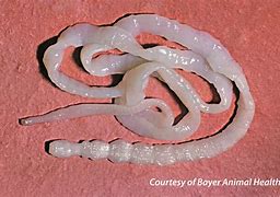 Image result for Abdominal Parasites