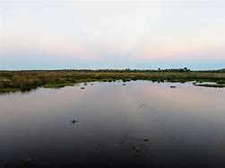 Image result for Cattail Marsh Beaumont TX