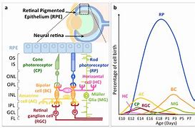 Image result for Ganglion Cells of the Retina