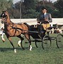 Image result for Beige Welsh Pony