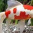 Image result for ikan komet biru