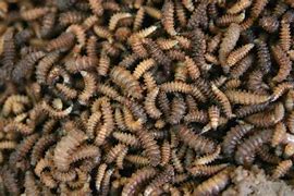 Image result for Rats and Maggots