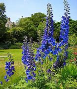 Image result for Delphinium Garden