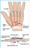 Image result for Dorsal Aspect Hand