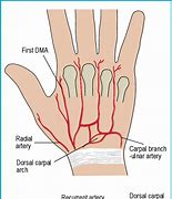 Image result for Dorsal Part of the Hand