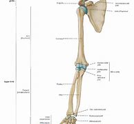 Image result for Skeletal Hand and Arm