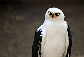 Image result for Eagles Hawk White Gray