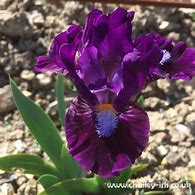 Image result for Bearded Iris by Name