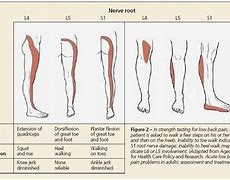 Image result for L5 Nerve Function