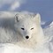 Image result for Arctic Fox Profile