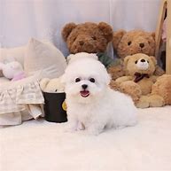 Image result for Bichon Terrier Puppies Mesa