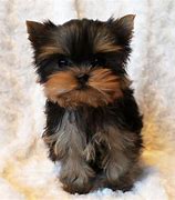 Image result for Cute Little Puppy Teacup Yorkie